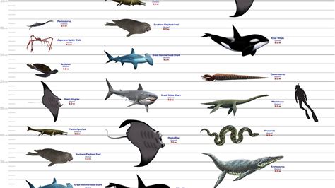 Prehistoric Sea Monsters Size Chart