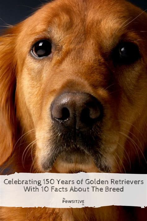 10 Interesting Facts About Golden Retrievers Golden Retriever Dog