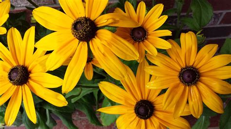 Black Eye Susans Are Almost The Perfect Perennial They Self Multiply Can With Stand Quite A