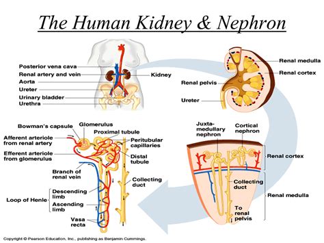 Kidney And Nephron Urinary System Pinterest Nurse Life
