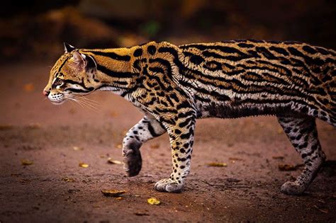 ocelot leopardus pardalis cat species feral cats wild cat species