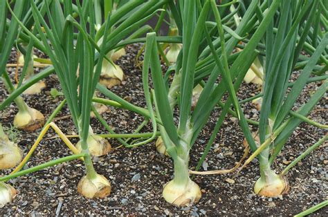 I would recommend that you leave them this year and see how much bigger they grow. How Long Do Onions Take to Grow? - Garden.eco