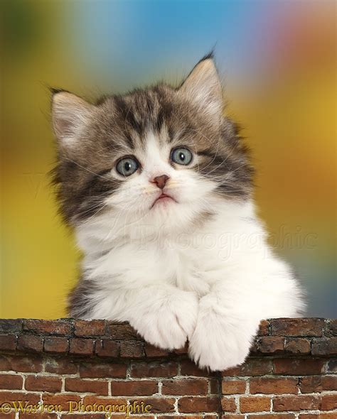 Fluffy Tabby And White Kitten Leaning Over A Wall Photo Wp44610