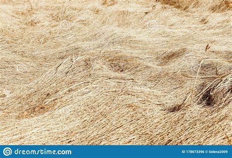 Dry Grass Crushed By Wind And Rain Lies In A Field