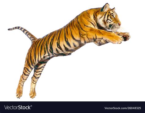 Leaping Tiger Drawing