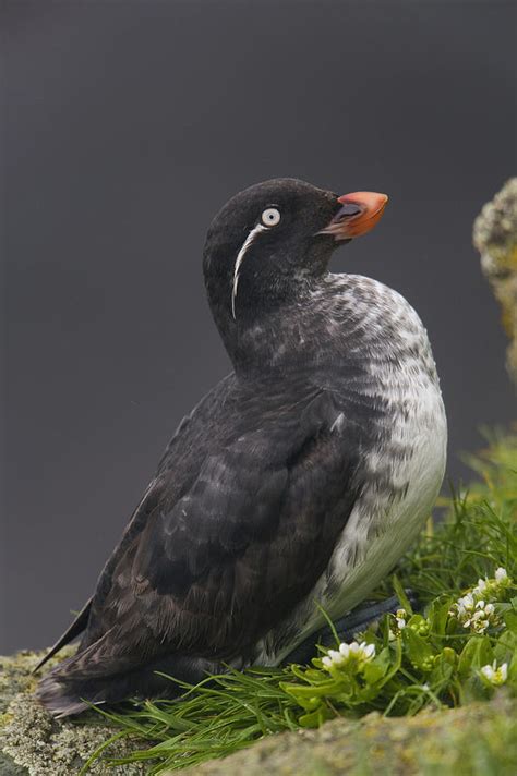 Parakeet Auklet Sitting In Green Photograph By Milo Burcham