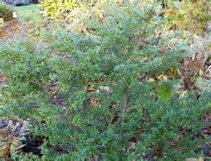 The cultivar ilex crenata 'convexa' grows even more compact and has domed leaves. Ilex crenata 'Convexa'