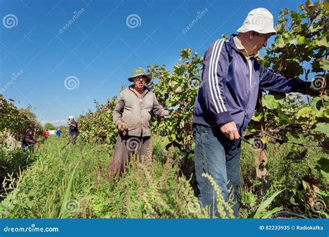 Farmers Working In Vineyard During Harvest Time At The Green Grape