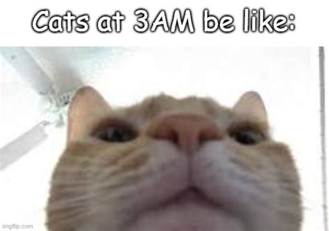 Cats At 3am Imgflip