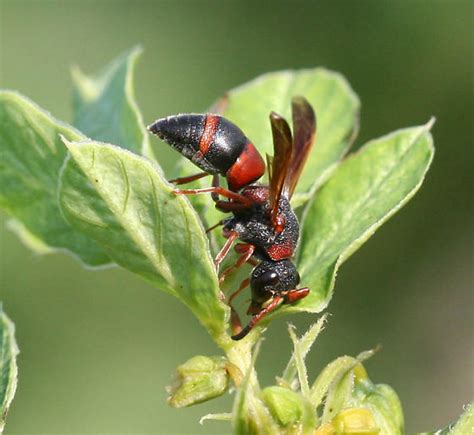 Check spelling or type a new query. Mason Wasp - Pachodynerus erynnis - BugGuide.Net