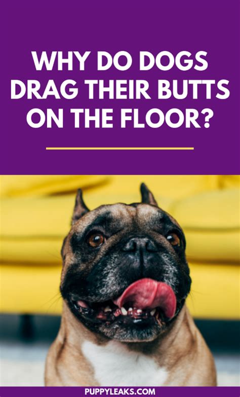 Why Do Dogs Drag Their Butts On The Floor Puppy Leaks
