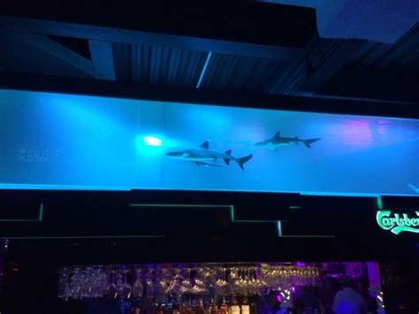Live Shark Tank At Bar Picture Of Beach Club Cafe Kuala Lumpur
