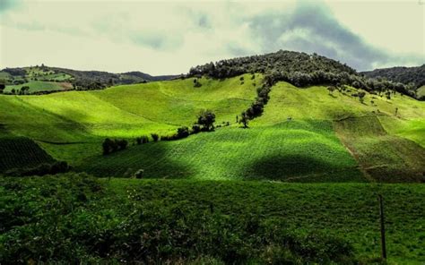 Ecosistema de la región andina Colombia Verde