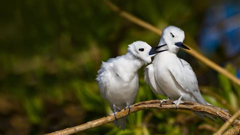 Hawaii Terns Bing Wallpaper Download