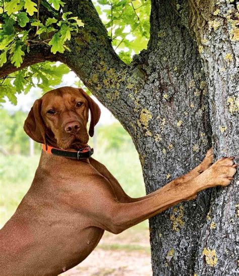 14 Pictures Only Vizsla Owners Will Think Are Funny Page