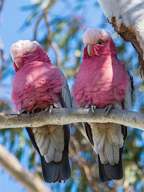 Sign In Pet Birds Animals Beautiful Australian Parrots