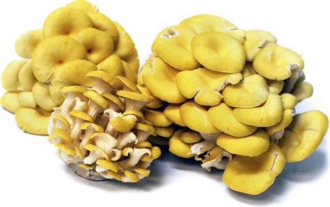 Edible Spring Mushrooms In Iowa All Mushroom Info