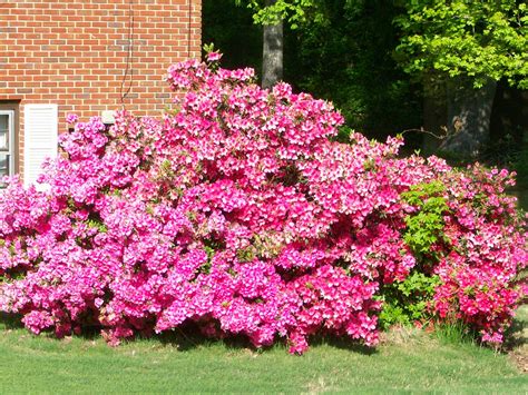 Pink Flowering Shrub Identification Related Keywords Pink Flowering