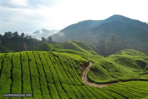 Cameron highlands' fame grew during the colonial occupation era as the british were attracted to this cool hill station due to its climate. Tea Plantations