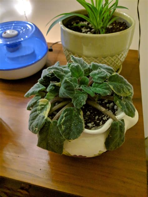 I received my grandmother's african violet. Unfortunately, my aunts didnt take good care of it 