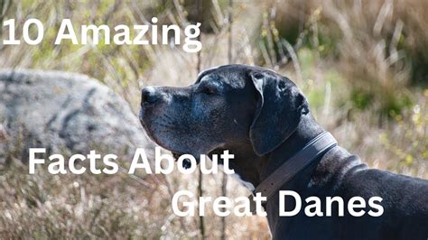 Ten Amazing Facts About Great Danes Youtube
