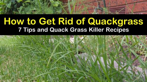 You will find some people want to get rid of cactus in their yard. 7 Easy Ways to Get Rid of Quackgrass