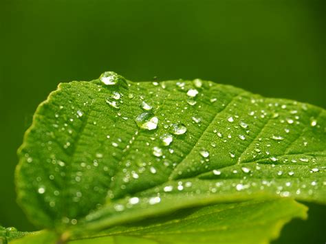 Green Leaf With Water Dew Hd Wallpaper Wallpaper Flare