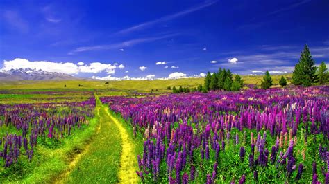 1254541 Full Hd Lupine Flowers Landscape Mocah Hd Wallpapers