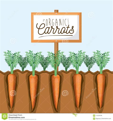 Colorful Graphic With Organic Farming Of Carrots Stock Vector