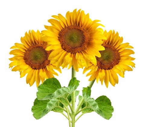 The Beautiful Sunflowers Isolated On A White Background Stock Photo