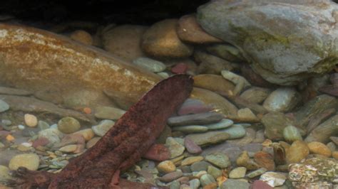 New Chinese Giant Salamander Species Is Largest Amphibian In The World