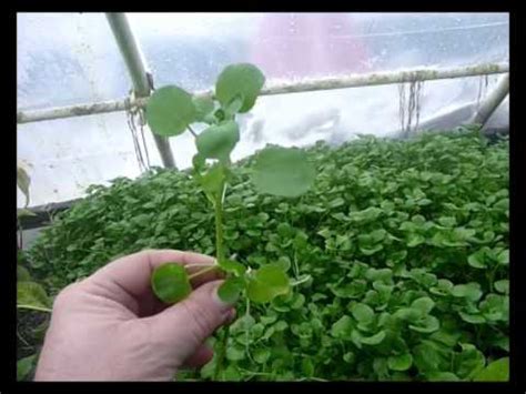 Watercress