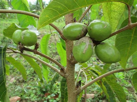 A peach tree bears fruit 2 to 4 years after planting (it can be one year sooner for dwarf varieties!) This is a one year old pili nut tree over at Bechs organic ...