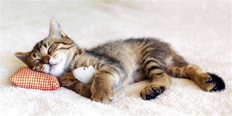 23 Unbelievably Cute Pictures Of Sleeping Animals