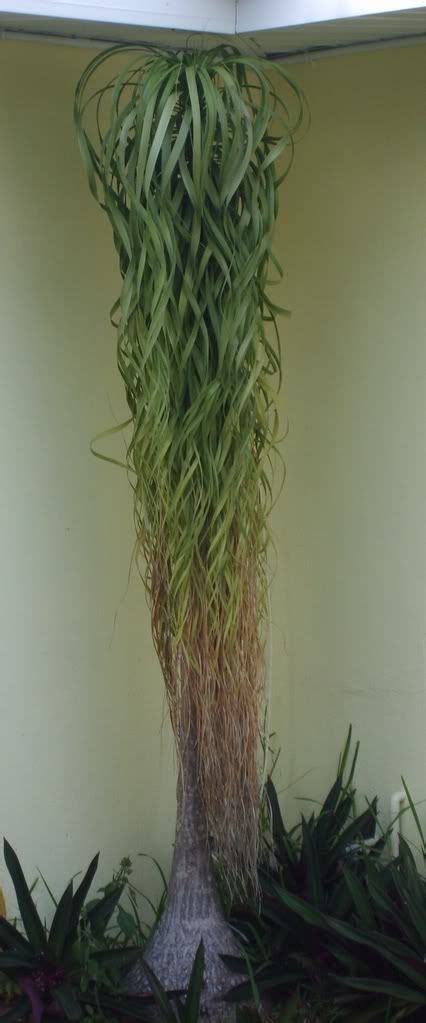 Different types of ponytail palms. 33 best Ponytail Palms images on Pinterest | Palm trees ...