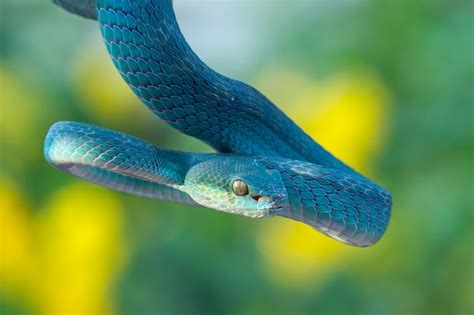 Premium Photo Blue Viper Snake On Branch Viper Snake Ready To Attack