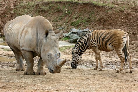 White Rhino The Biggest Animals Kingdom