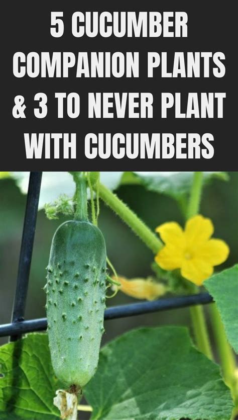 Cucumber Growing In The Garden With Text Overlay That Reads Cucumber