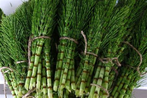Horsetail grass (equisetum hyemale) has cylindrical upright green stems with dark horizontal bands. Best Benefits Of Horsetail