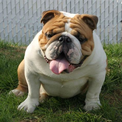 47 English Bulldog Names For A Boy Pic Bleumoonproductions