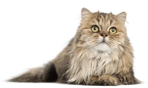 Breeders who want to give their cats away as cheaply as possible often don't just scrimp on. British Longhair Breeders Australia | British Longhair ...