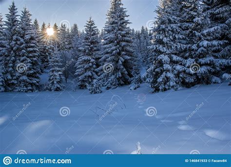 Beautiful Winter Landscape With Forest Trees And Sunrise Winterly