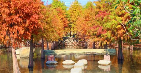 暫時休園中。 see more of 后里泰安·羽粼落羽松 on facebook. 【台中后里】泰安落羽松秘境，享自然!療癒在紅橙堆疊的唯美場域 - Yahoo奇摩旅遊