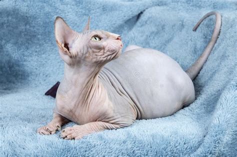 Canadian Sphynx Cat Stock Image Image Of Extravagance 103966943