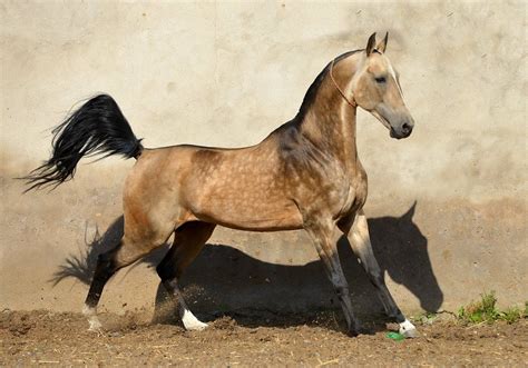 Akhal Teke Horse Info Colors Temperament History Pictures Horse