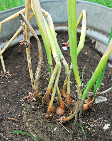 Planting egyptian onions or walking onions. How to Grow Egyptian Walking Onions | Growing vegetables ...