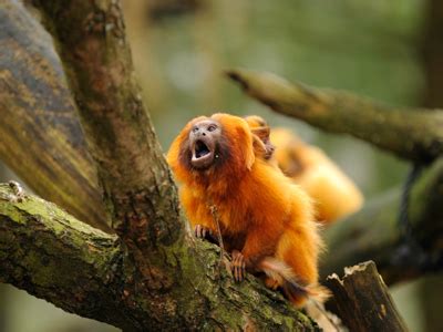 The Canopy Layer Of The Rainforest Animals : Rainforest Canopy Layers