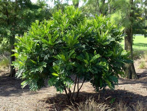 Japanese Fern Trees Overlooked In Southwest Florida Artistree Artistree