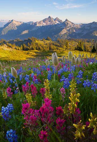 Mt Rainier Washington Wildflowers Photography Beautiful Nature