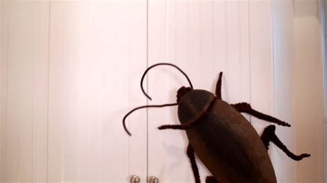 giant cockroach in my house msstephaniexo